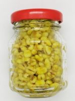 pęczak żółty